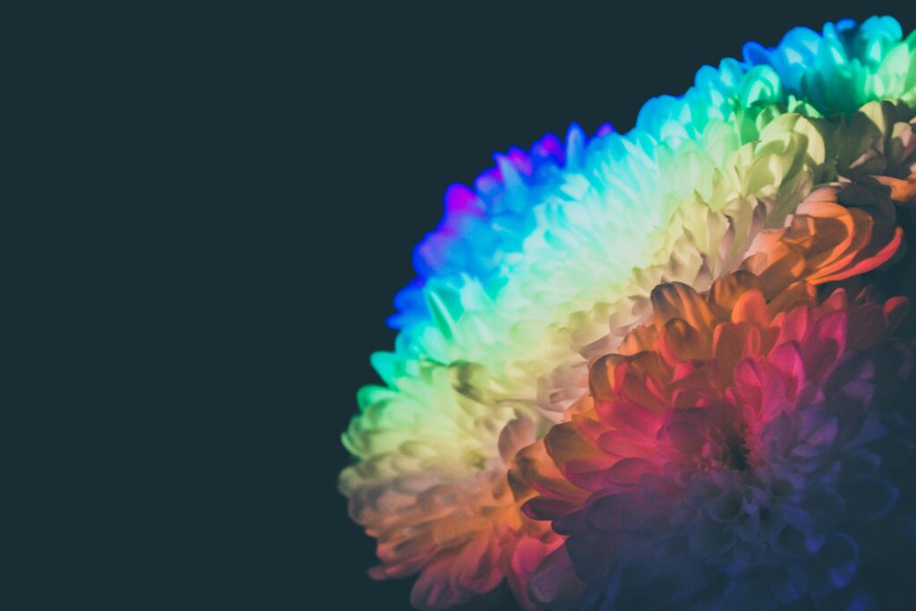 a rainbow on a flower with a black background